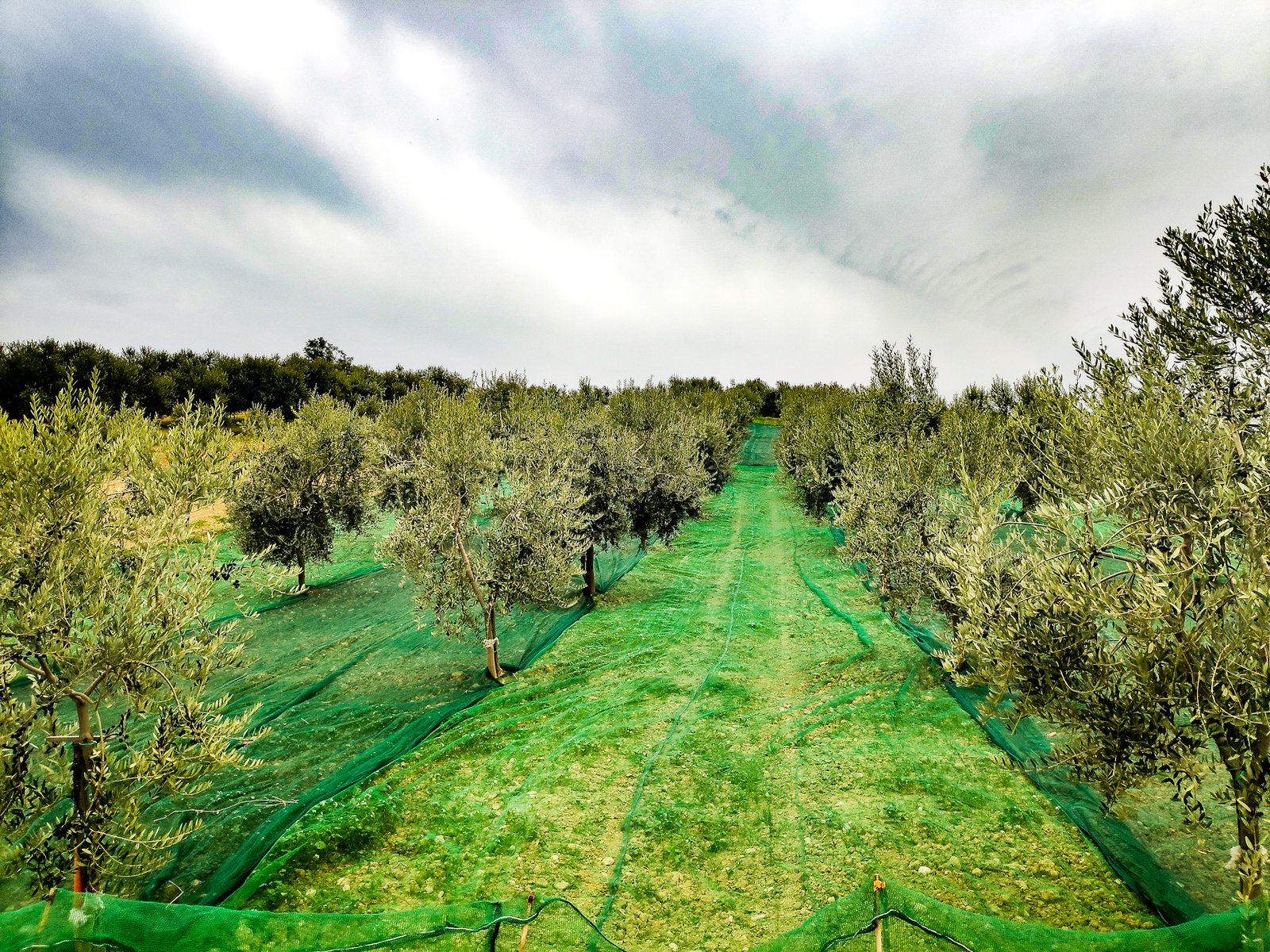 Uliveto Cascina Bruno